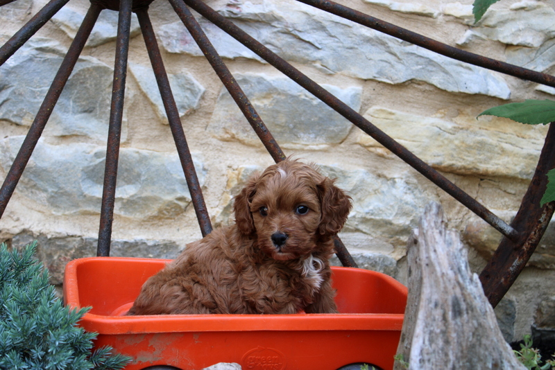 puppy, for, sale, Cavapoo, Matthew B. Stoltzfus, dog, breeder, Gap, PA, dog-breeder, puppy-for-sale, forsale, nearby, find, puppyfind, locator, puppylocator, aca